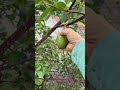 What fruit is this?
