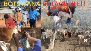 Botswana Village Life. #africa #botswana #chobe #africanvillagelife #africananimals #africancattle