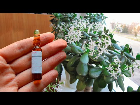 Video: Decembrist flower - flowering, home care and reviews