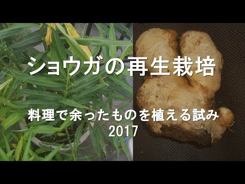 ショウガの再生栽培17 あまったショウガを植えてみた Regrow Ginger From Kitchen Waste Youtube