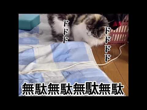 「ジョジョ」家の猫がDIO様になった！