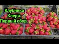 Клубника Клери. Чем её подкармливать и когда?