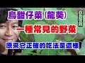 TACO 家庭有菜 烏甜仔菜 龍葵 非常重要的吃法絕對不能亂吃 TACO 家庭有菜 烏甜仔菜 龍葵 非常重要的吃法絕對不能亂吃
