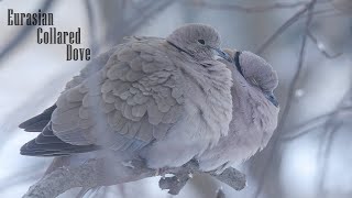 A Bird Named KNUBS, a Eurasian Collared Dove. by RobGazdaPhotography 2,457 views 4 months ago 3 minutes, 5 seconds