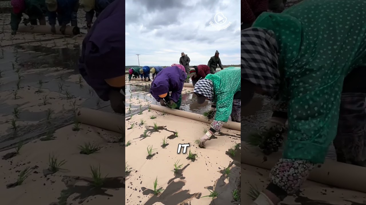 Эта бумага — худший кошмар для сорняка.