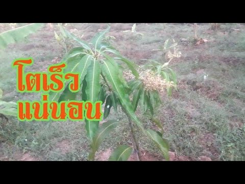 สูตรดูแลต้นไม้ให้โตเร็ว แตกยอดไวต้องทำอย่างไร