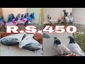 450 rupya par pic sale teddycross kalsira pigeons for sale in india top quality kabotar