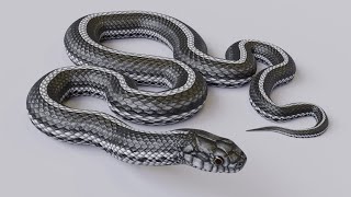 Animated Black White Snake Preview V2