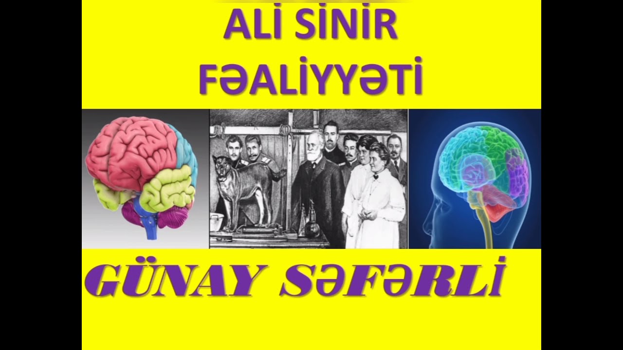 Ali sinir fealiyyeti.Pavlovun təcrübəsi