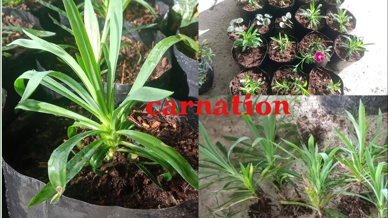 Carnation (Danthus)  #ready to# potting #from cuttings# ✂️//winter flowers 