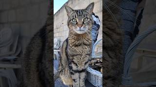Les Chatsnapans 😼 ont un message 👀 LesChatsnapans #chat #chaton #maincoon #cat #chatroux