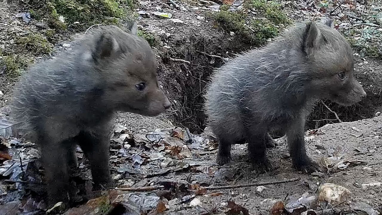 hornets font Red fox puppies (part 8.2). Beobachtungen am Fuchsbau. Eifel, Germany 9.5.2019