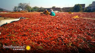 This Indian City Sells 3,500 TONS of Chilies EVERYDAY 🌶 Inside The Factory | Smithsonian Channel by Smithsonian Channel 181,546 views 1 year ago 3 minutes, 2 seconds