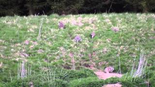 Four cub badger family. by Chris Sydes 51 views 8 years ago 5 minutes, 49 seconds