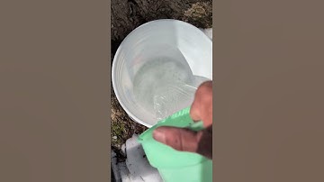 Collecting Maple sap to make Maple Syrup #homestead
