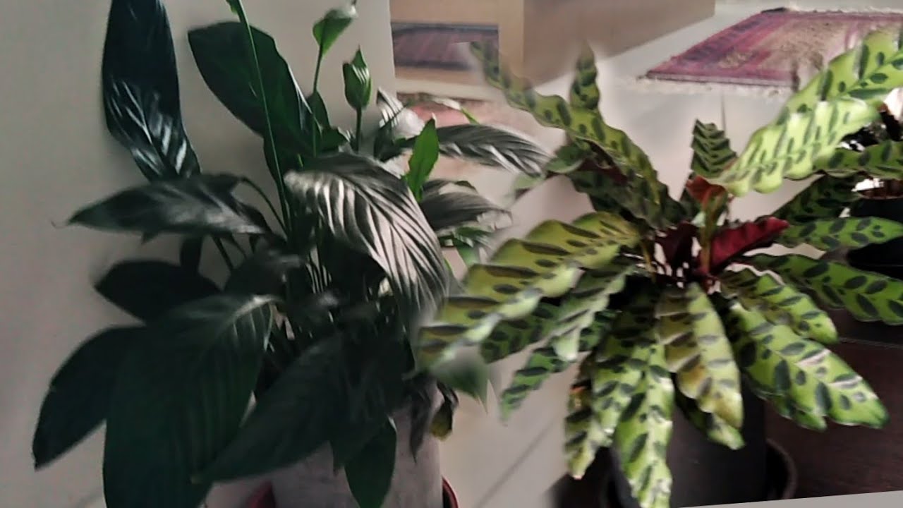 Unique Lucky Plants - YouTube