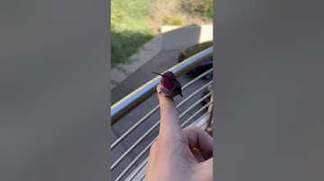 I saved a hummingbird and we became friends :)