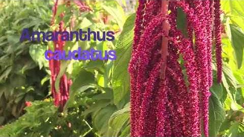 PUYP: Harvesting & Tasting Amaranth Seeds (Amaranthus caudatus)