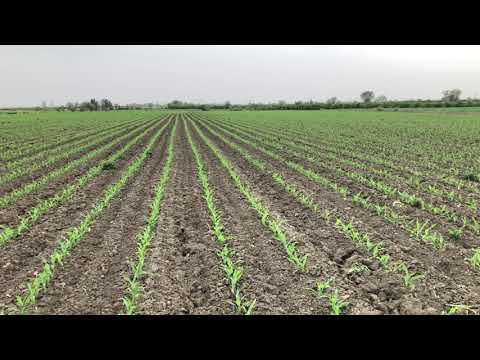 Video: Tatlı Mısır Tohumu Çürüklüğü Hastalığı - Tatlı Mısırda Tohum Çürüklüğünü Kontrol Etmek İçin İpuçları