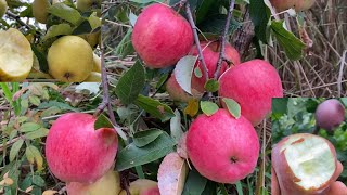 Top Five Best Apples to Grow in Your Backyard Orchard 2023.