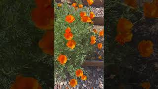#flowers California poppy in my backyard