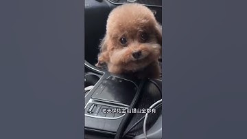Thumbnail of Chinese dog rap song #memesdaily