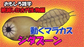 おもしろ雑学（音声入り）　絶滅した古代生物編③　シダズーン 【 こたっちゃんねる】