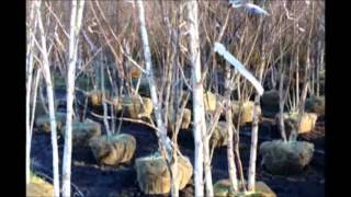 Buy a White Birch Tree
