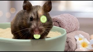 Hamster Spa Day 🥥🍵