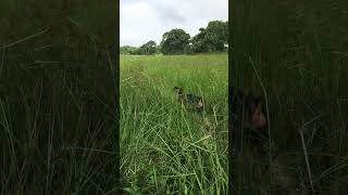 ??‍♂️subscribe doberman viral video funny funnydogs