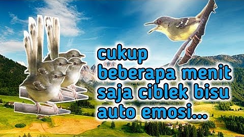 pancingan suara ciblek bisu,cukup 2menit saja ciblek mana pun langsung emosi dan ngebren‼️