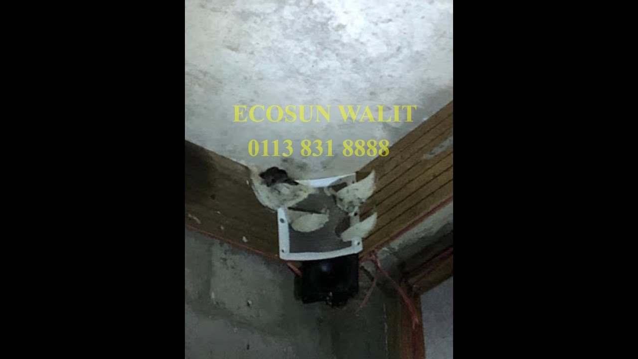 SWIFTLET FARMING INFO (PART 4): SUCCESSFUL SWIFTLET FARM PRODUCTION PROGRESS 引燕 资讯(第四集): 成功燕屋 产量进展