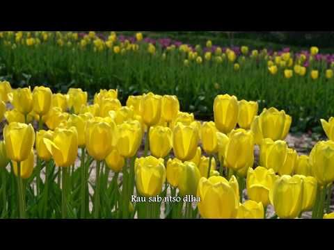 Video: Tulips tau ploj mus. Yuav ua li cas yog ib tug florist?