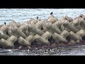 芙蓉坂 都 はるみ(次男)カバー