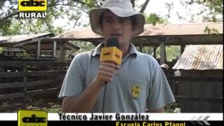Terneros de de fisio dvt prueba en