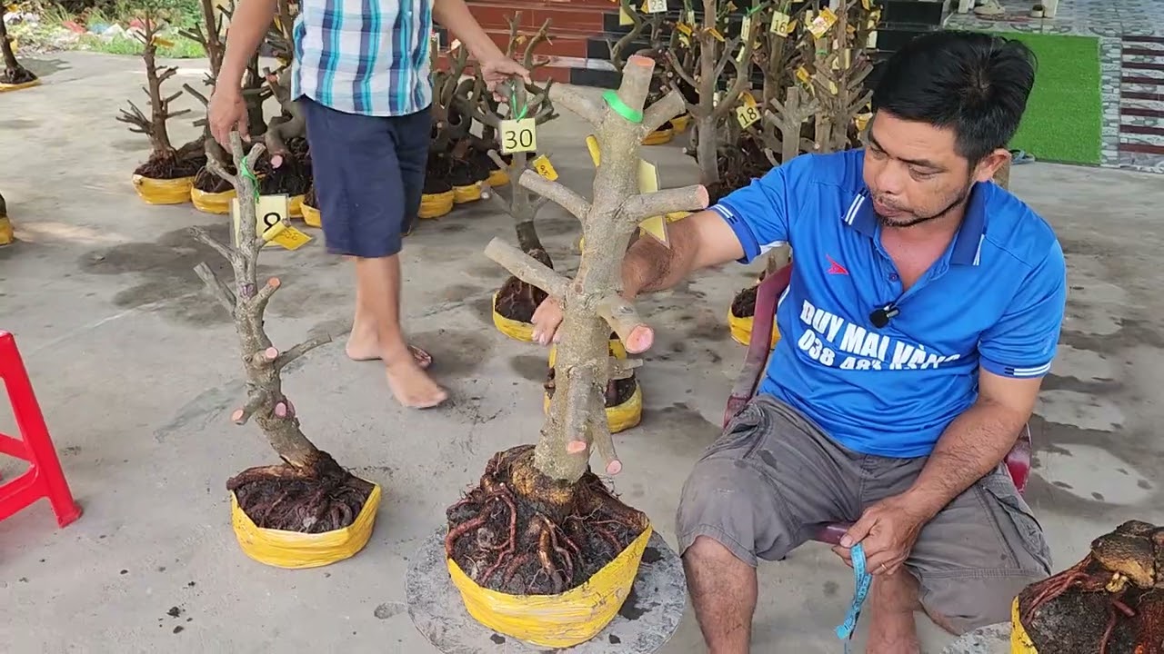 7/3  a Duy 0384834321 Phôi mai giảo bonsai đế đẹp giá rẻ