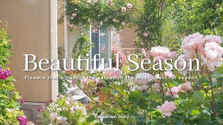 'The most beautiful seasonal garden of the year' Contest of roses, clematis and perennials Gardening