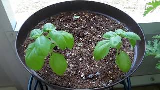 How to grow Sweet Basil from seed, in containers🍃