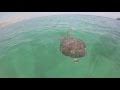 GoPro | Travel to Snoopy Island - Sharks, Turtles, Cuttlefish, Moray