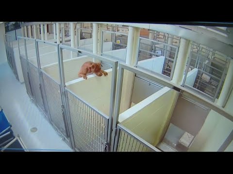 Dog climbs over wall to be with her puppy pal at Minneapolis animal shelter