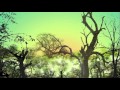 3D Forest - Created with Adobe Photoshop and After Effects CS4