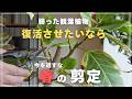 【必ず4月中に！】今すぐ知っておきたい春の剪定！【観葉植物】