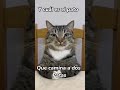 #michis #cat  todos lo patos jajajjajaja