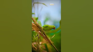 Thumbnail of Chinna kiliye _ Remix video