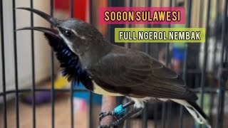 Sogon sulawesi roll nembak kenari