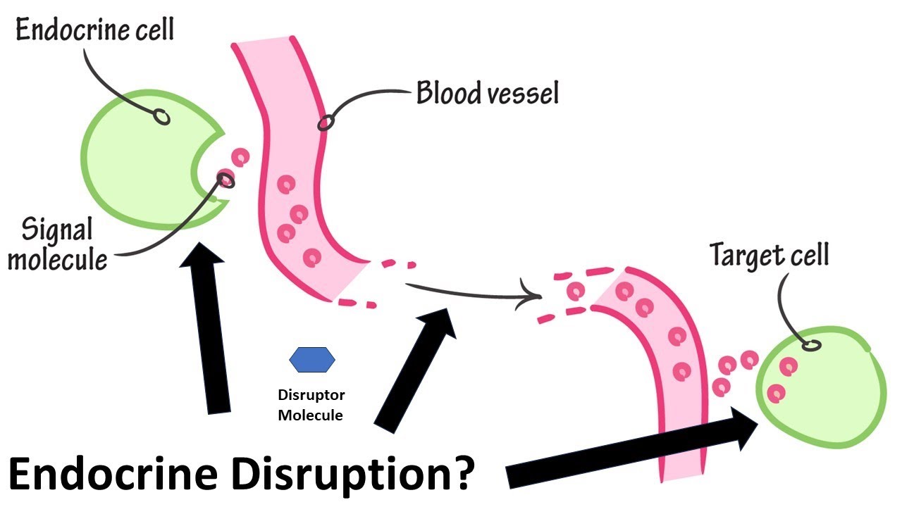 What Is Endocrine Disruption And Why Does It Matter?