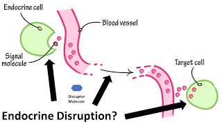 What Is Endocrine Disruption And Why Does It Matter?