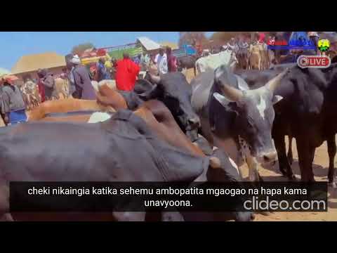 Nilipoenda Sehemu Wanapaita Mgaogao Mala Ni