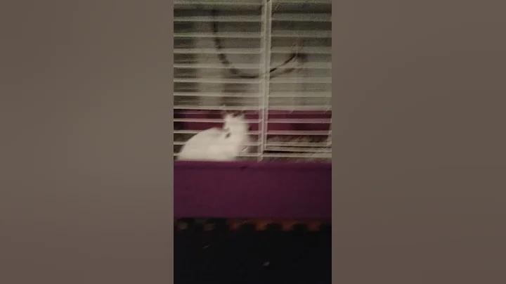 snowball!!!!