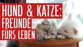 So Werden Hund Und Katze Freunde Fürs Leben Zooroyal Magazin